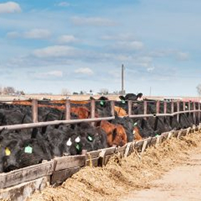 Feed Lot